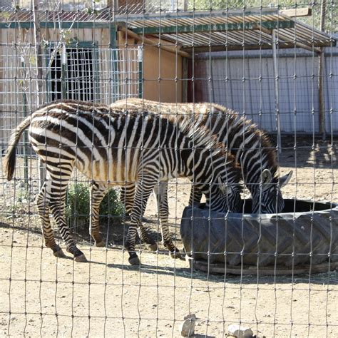 Reno zoo - Sierra Nevada Zoological Park: Fun? petting zoo - See 71 traveler reviews, 67 candid photos, and great deals for Reno, NV, at Tripadvisor.